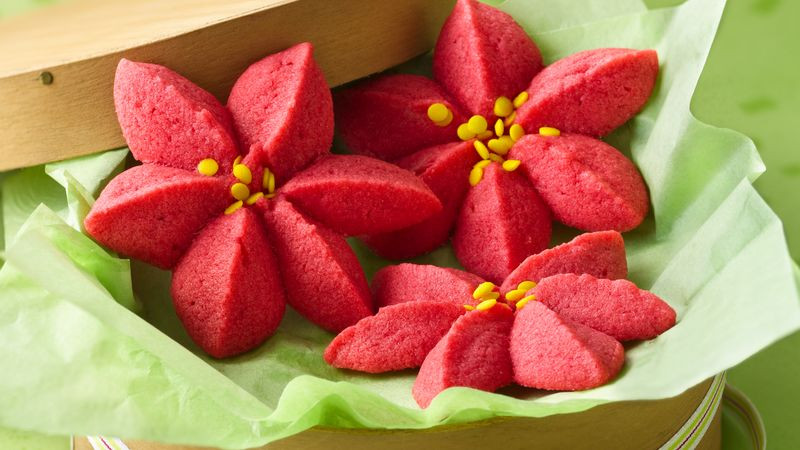 Raspberry Poinsettia Blossoms