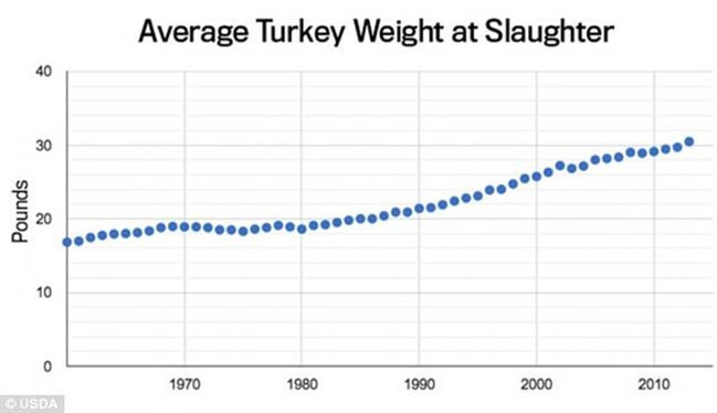 Average Turkey Weight Thanksgiving
 How artificial insemination has led to Thanksgiving