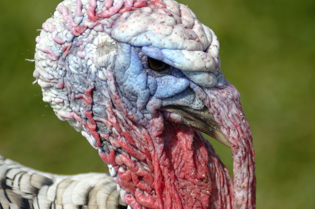 Buy Thanksgiving Turkey
 FACT CHECK Turkey Makes You Sleepy