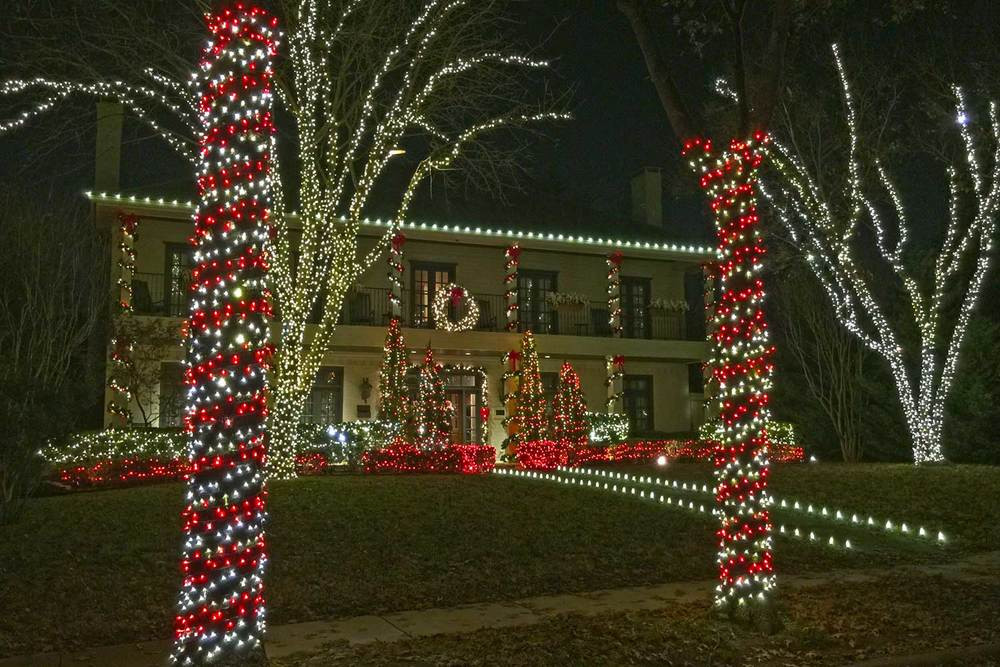 Candy Cane Christmas Lights
 Plants for Dallas Your Source for the Best Landscape