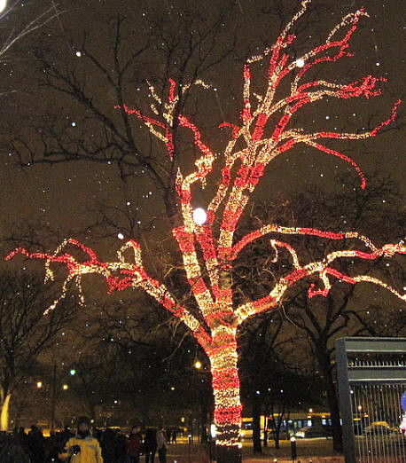 Candy Cane Christmas Lights
 Zoo Lights
