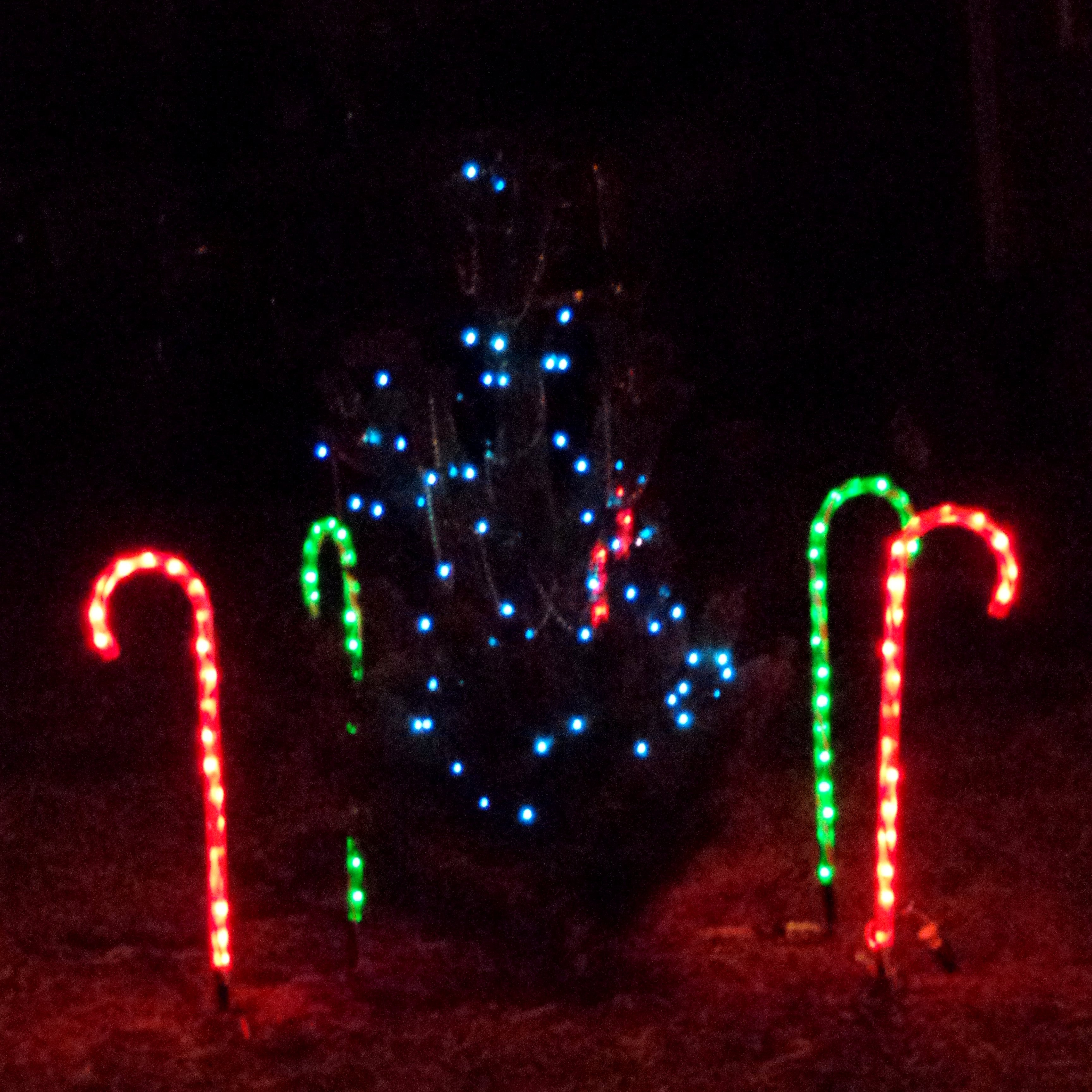 Candy Cane Christmas Lights
 Christmas Tree and Candy Cane Lights Picture