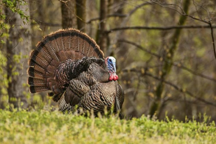 Catching The Thanksgiving Turkey
 How to Catch a Wild Turkey Gone Outdoors
