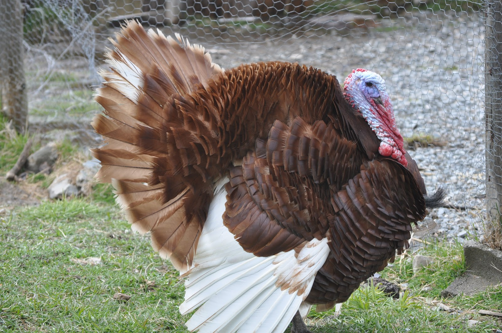 Craigslist Thanksgiving Dinner
 Mainely Ewes Farm Bourbon Red Turkeys