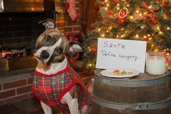 Dog Christmas Cookies
 How to Keep Your Home Safe for Dogs During the Holidays