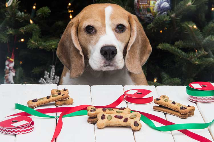 Dog Christmas Cookies
 Calvin s Christmas Cookies Dog Treats The Scrumptious