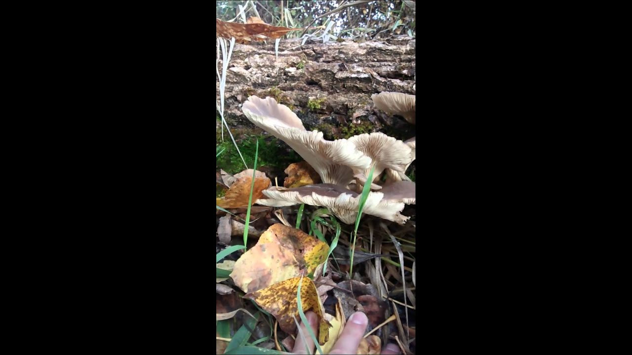 Fall Oyster Mushrooms
 Fall Aspen Oyster Mushrooms Pleurotus Populinus