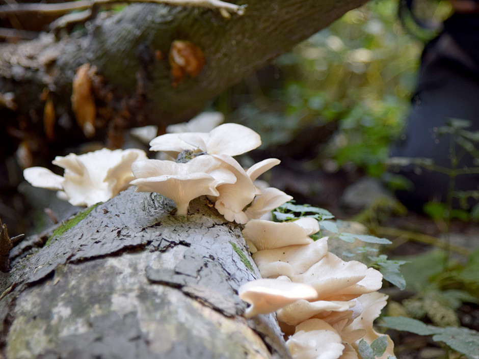 Fall Oyster Mushrooms
 Forage a fall feast From chanterelles to porcini a