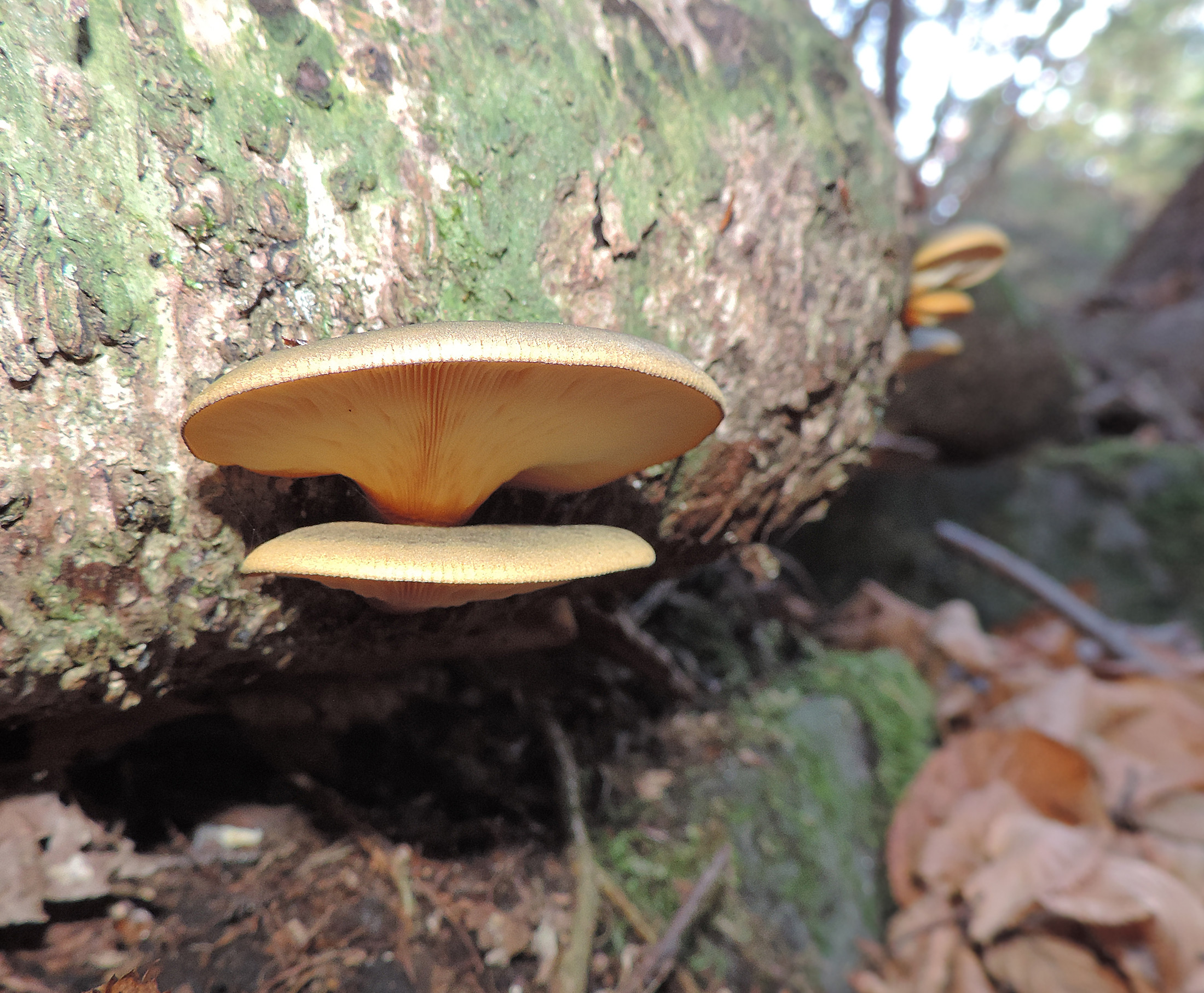 Fall Oyster Mushrooms
 Late Fall Oyster Mushroom Panellus serotinus – An Edible