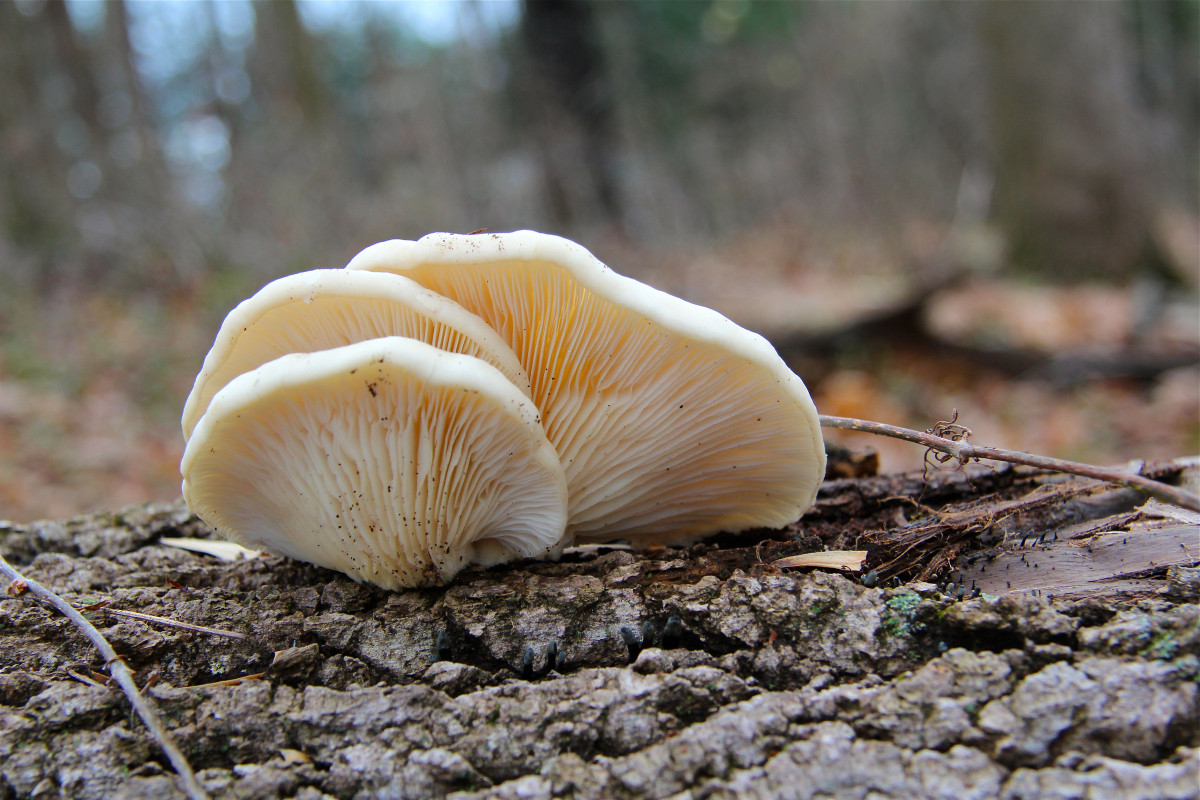 Fall Oyster Mushrooms
 Oyster Mushrooms – Virginia Wildflowers