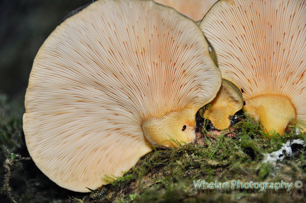 Fall Oyster Mushrooms
 Walks with Moss Big Creek Lower Ellinor