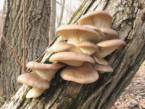 Fall Oyster Mushrooms
 Hunting for Wild Oyster Mushrooms Eat Drink Better