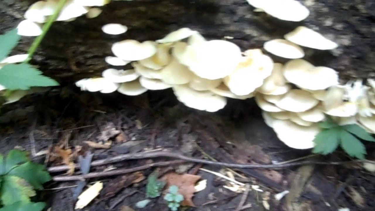 Fall Oyster Mushrooms
 Oyster Mushrooms Fall 2014