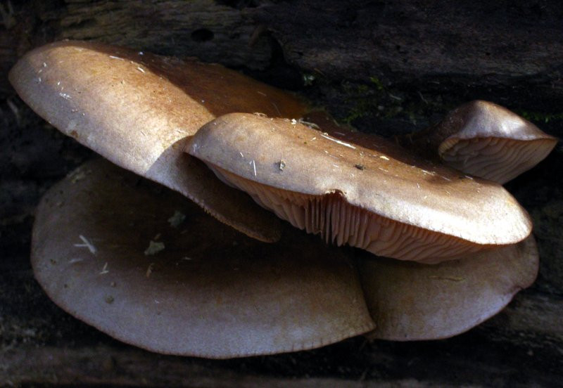 Fall Oyster Mushrooms
 The Ohio fungiphage need not go hungry even in late fall