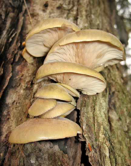 Fall Oyster Mushrooms
 4 spots left