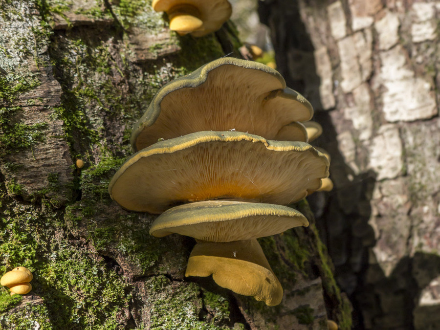 Fall Oyster Mushrooms
 A – Connecticut Westchester Mycological Association