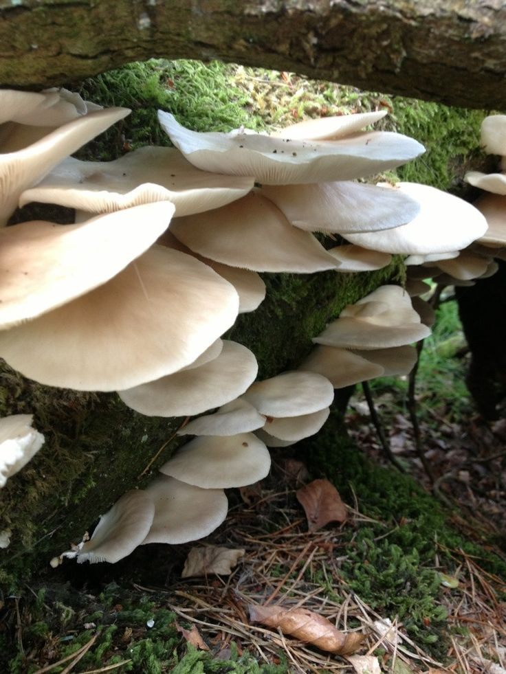 Fall Oyster Mushrooms
 Best 25 Edible wild mushrooms ideas on Pinterest