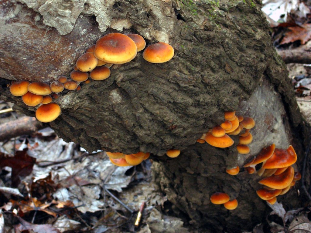 Fall Oyster Mushrooms
 The Ohio fungiphage need not go hungry even in late fall