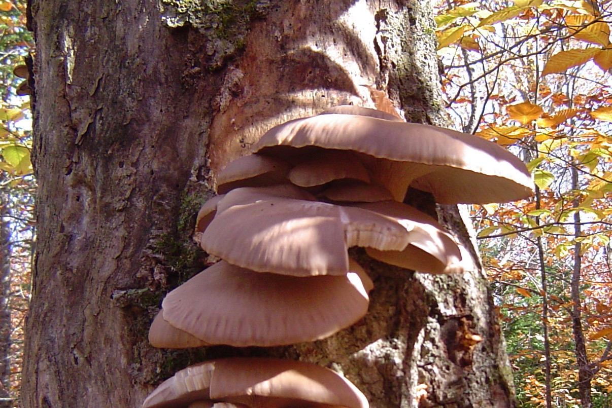Fall Oyster Mushrooms
 wild mushrooms 1left