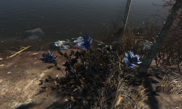 Fallout 4 Carrot Flower
 Fallout4 OpTicTrukZ s Plants and Herbs Revamped Fallout