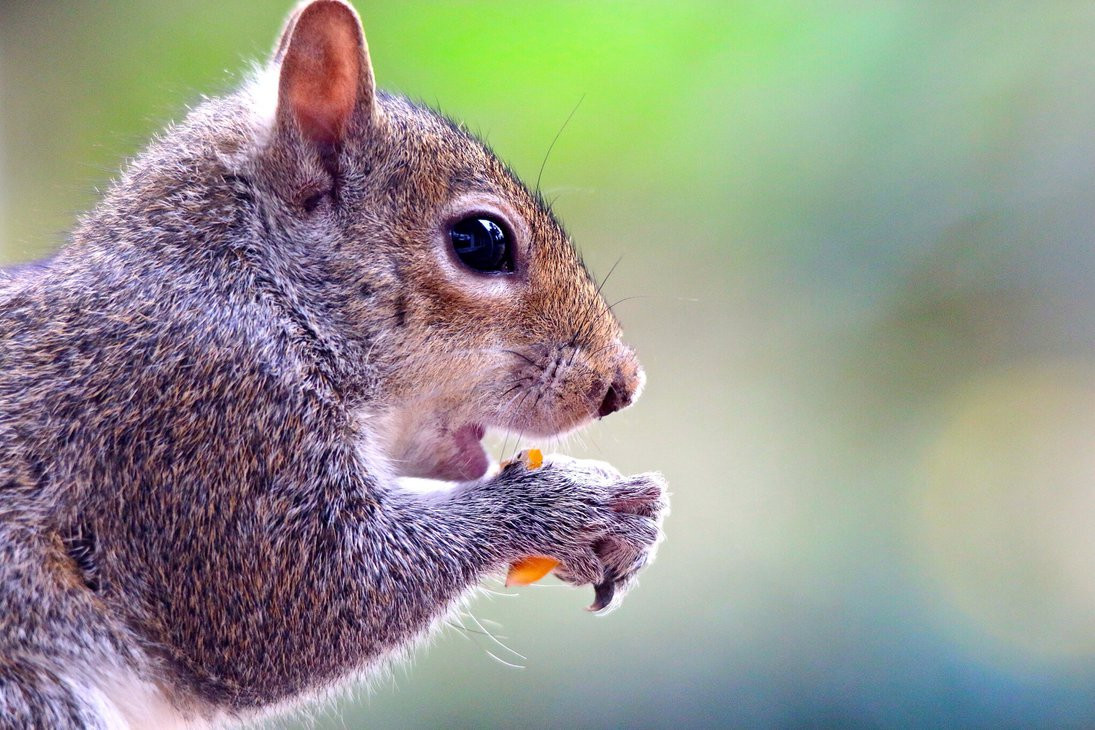 Fallout 4 Squirrel Stew
 Squirrel Snacking by FallOut99 on DeviantArt