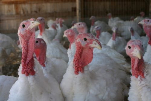 Fresh Turkey For Thanksgiving
 Farm Fresh Turkeys in Bucks County