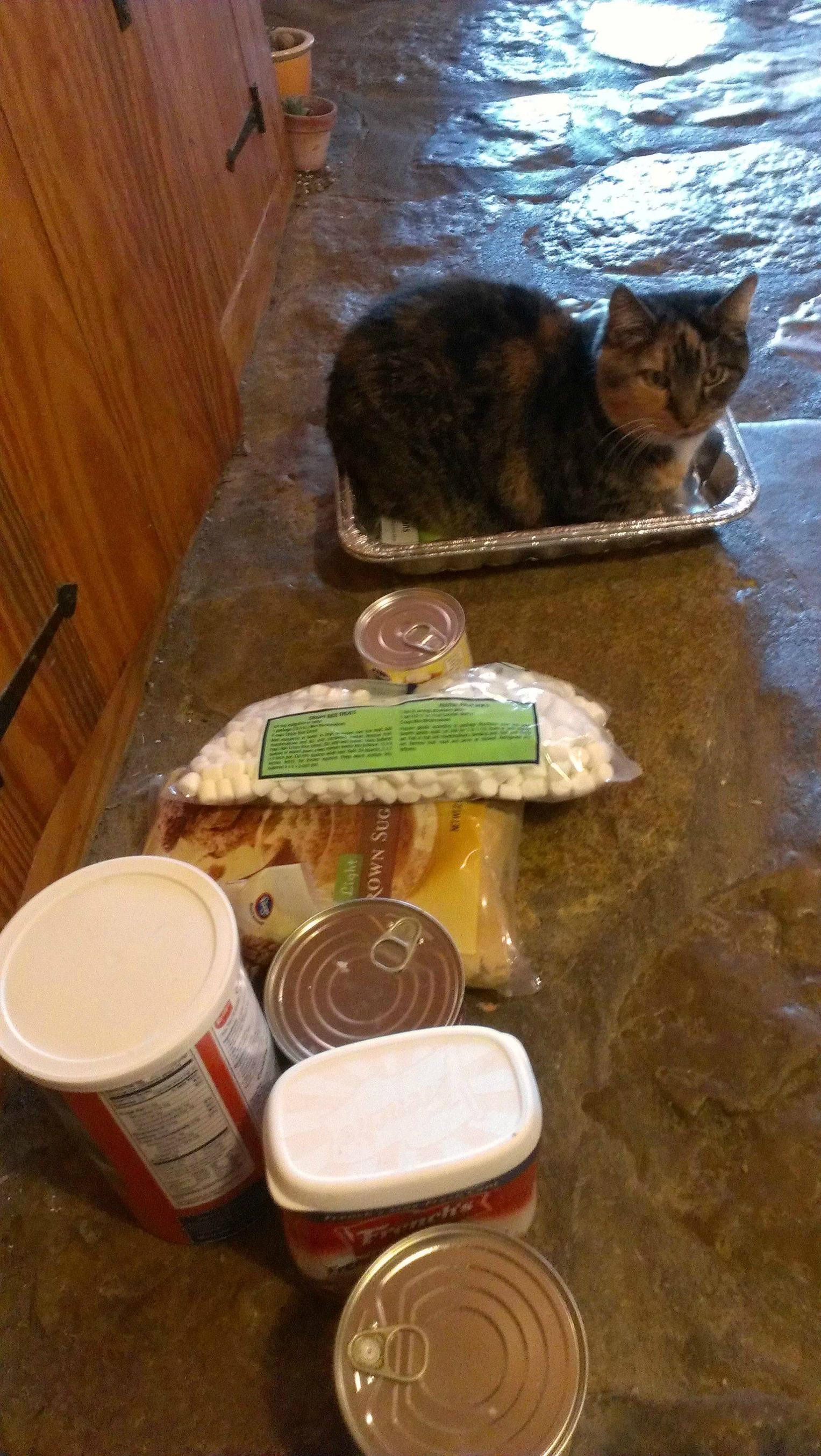 Furrs Thanksgiving Dinners
 12 Cats Ready to Help You With Thanksgiving Dinner