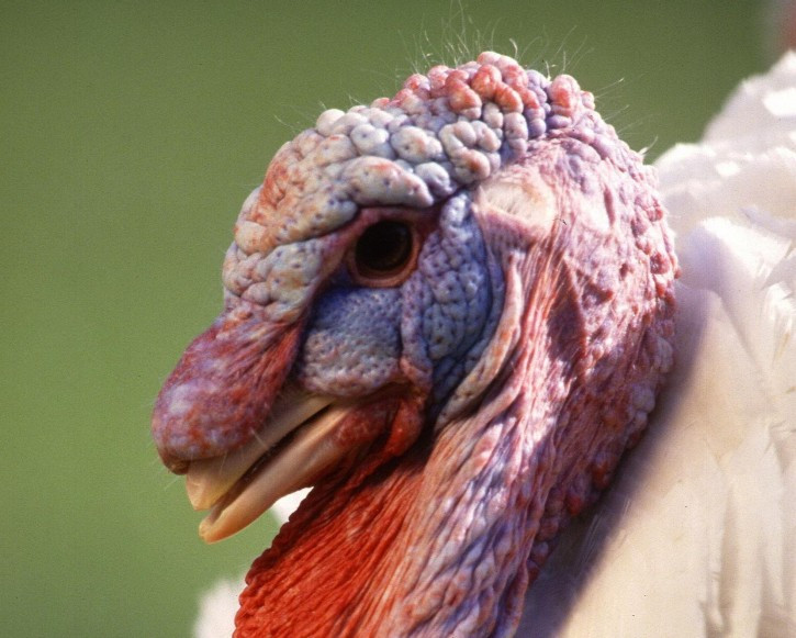 How Did Turkey Become The Thanksgiving Bird
 Feathers and Flowers Tuka tukki firkee