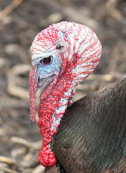 How Did Turkey Become The Thanksgiving Bird
 Snoods Caruncles and Wattles…Oh My