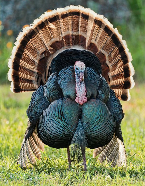 How Did Turkey Become The Thanksgiving Bird
 Turkey cock Birds