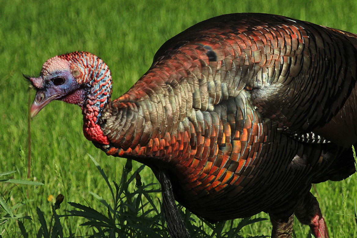 How Did Turkey Become The Thanksgiving Bird
 wild turkey