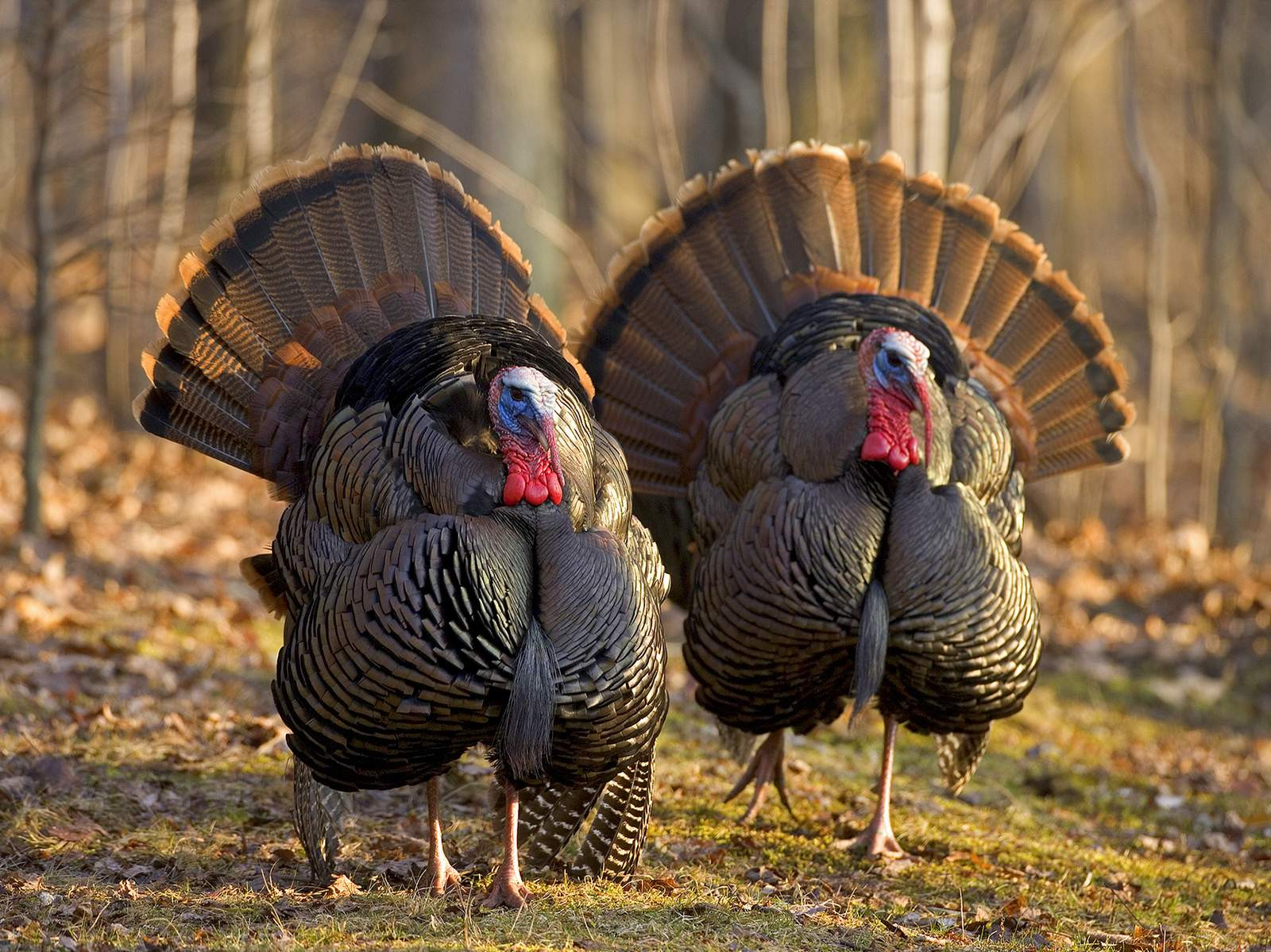 How Did Turkey Become The Thanksgiving Bird
 The Wild Turkey