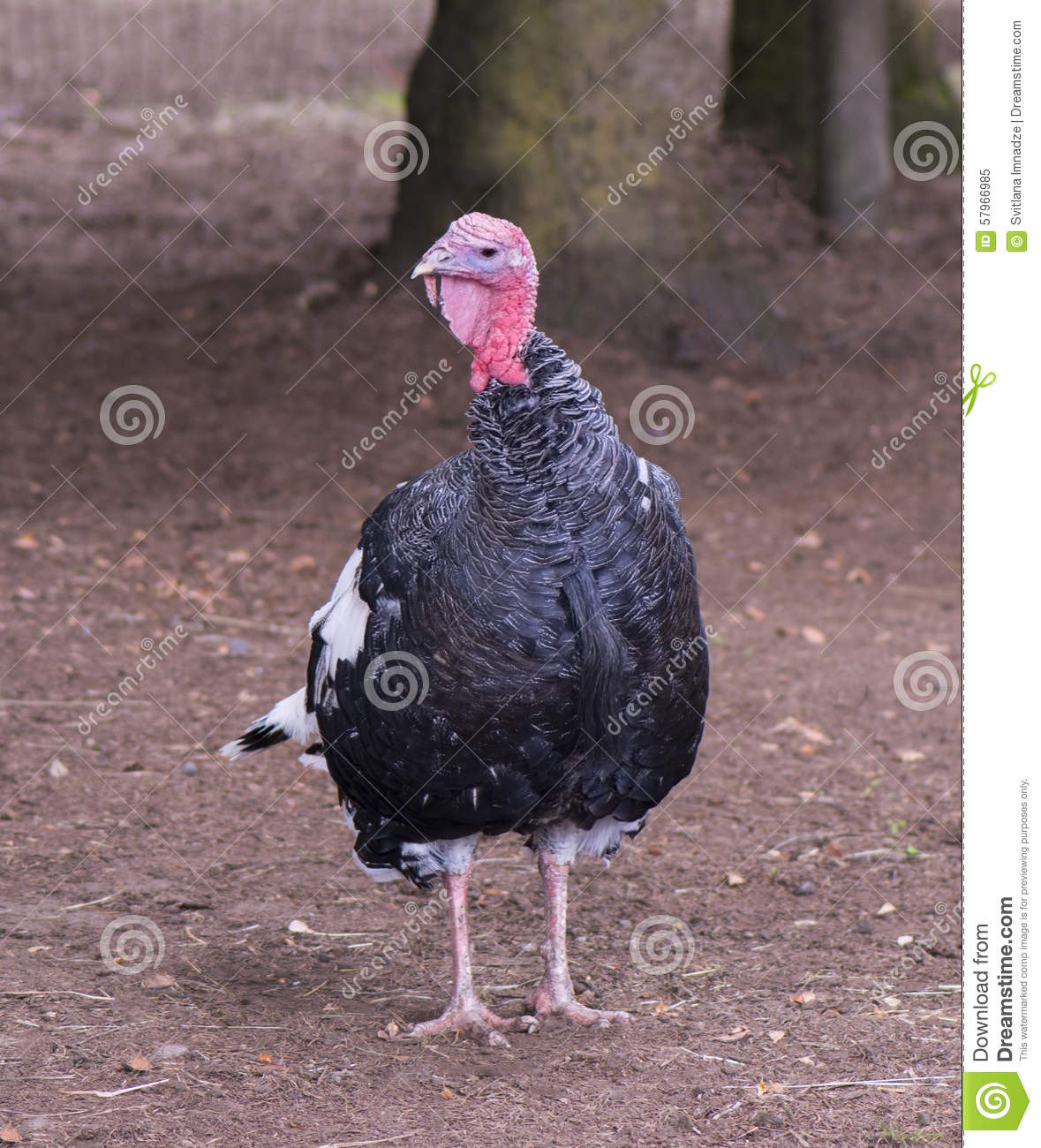 How Did Turkey Become The Thanksgiving Bird
 Turkey Stock Image