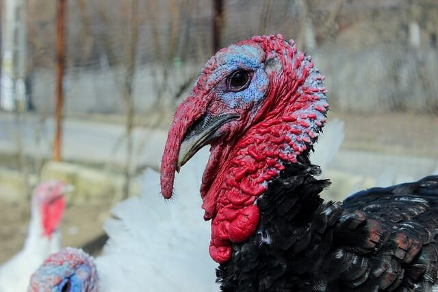 How Did Turkey Become The Thanksgiving Bird
 Thanksgiving Marketing Statistics You ll Gobble About Spin