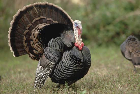 How Did Turkey Become The Thanksgiving Bird
 Turkey bird