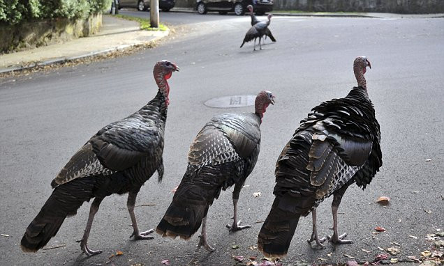 How Did Turkey Become The Thanksgiving Bird
 Boston hit by invasion of gangs of turkeys