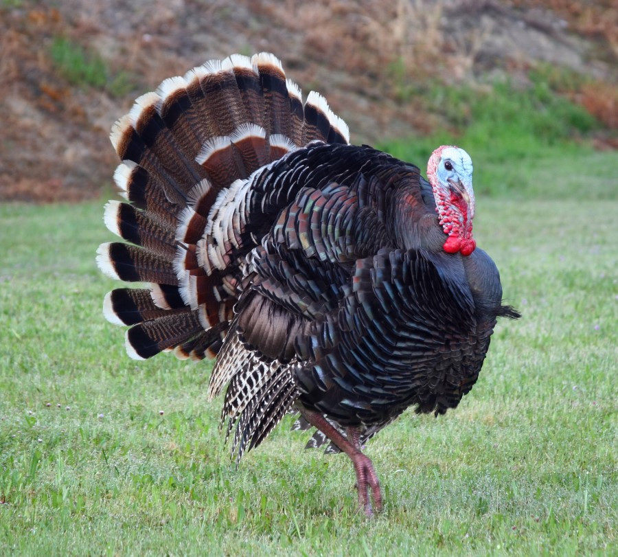 How Did Turkey Become The Thanksgiving Bird
 Why is Turkey Called a Turkey