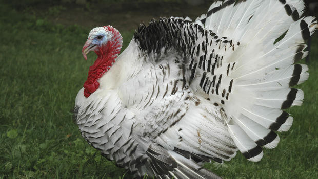 How Did Turkey Become The Thanksgiving Bird
 Deadly strain of bird flu spreads to more U S turkey