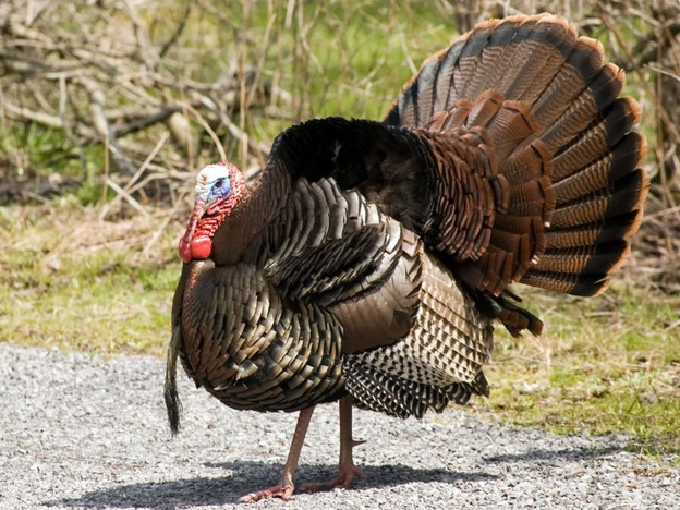 How Did Turkey Become The Thanksgiving Bird
 The History of Turkey Fun Turkey Facts