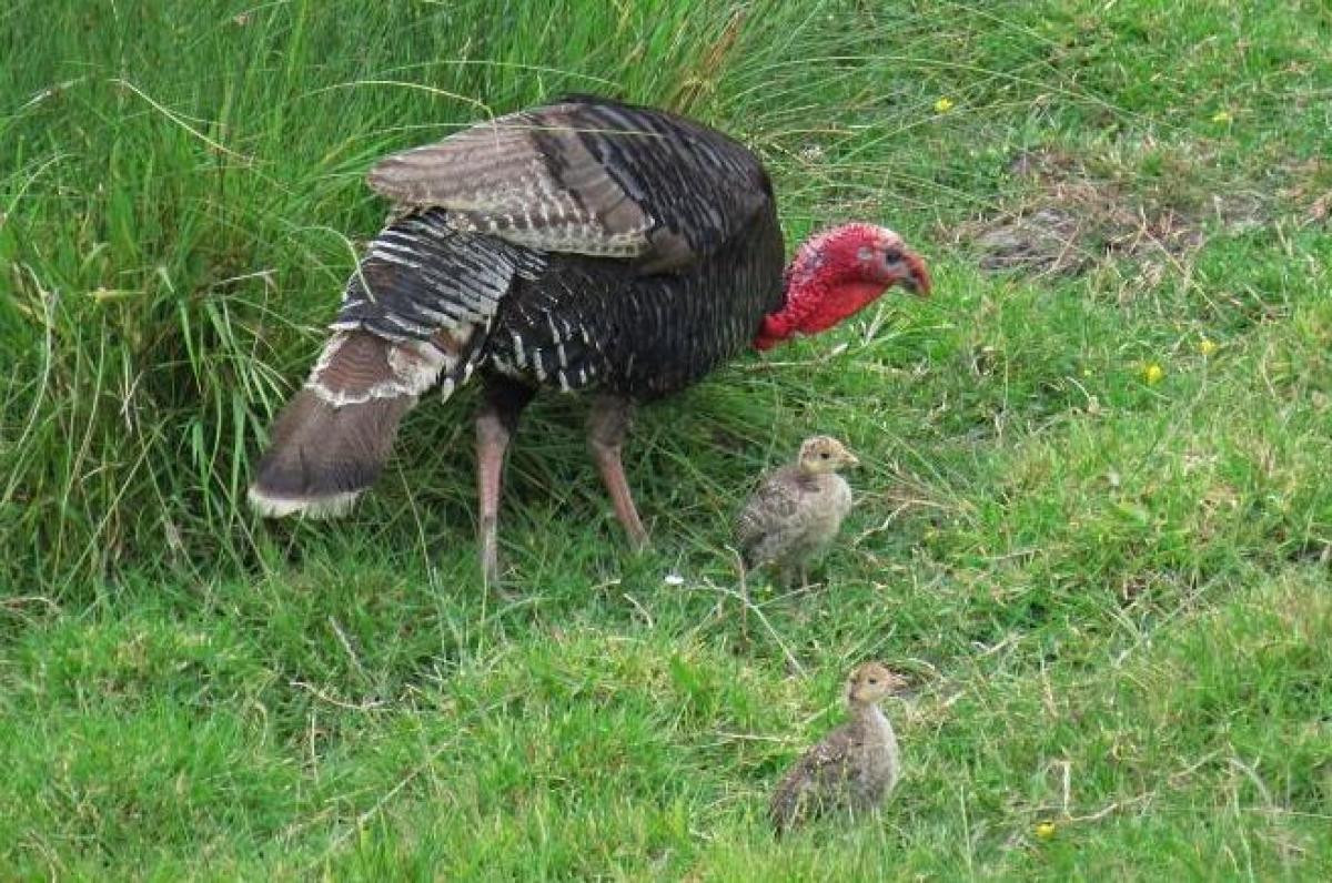 How Did Turkey Become The Thanksgiving Bird
 Wild turkey