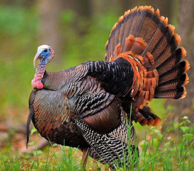How Did Turkey Become The Thanksgiving Bird
 17 Best images about Turkey s on Pinterest