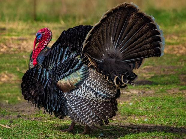 How Did Turkey Become The Thanksgiving Bird
 How the strange tale of turkey tails speaks volumes about