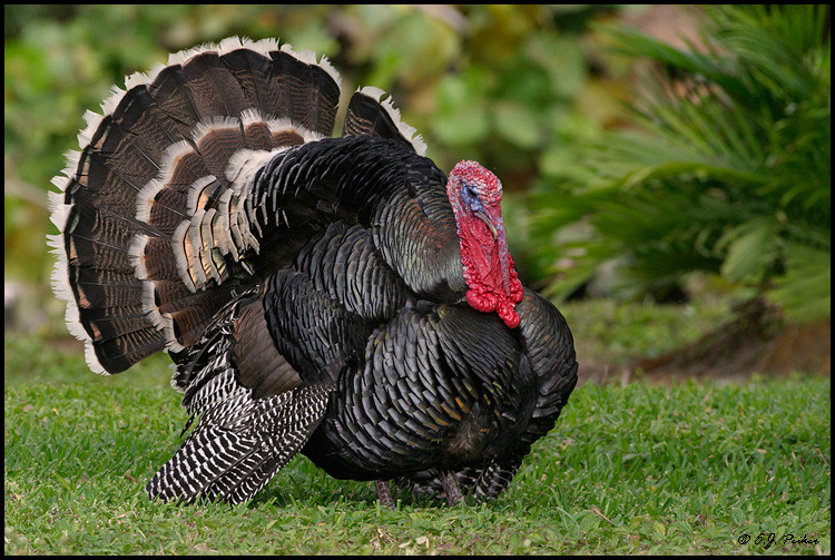 How Did Turkey Become The Thanksgiving Bird
 Wild turkeys can be surprisingly cunning birds Durango