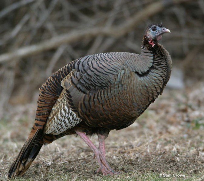 How Did Turkey Become The Thanksgiving Bird
 Wild Turkey