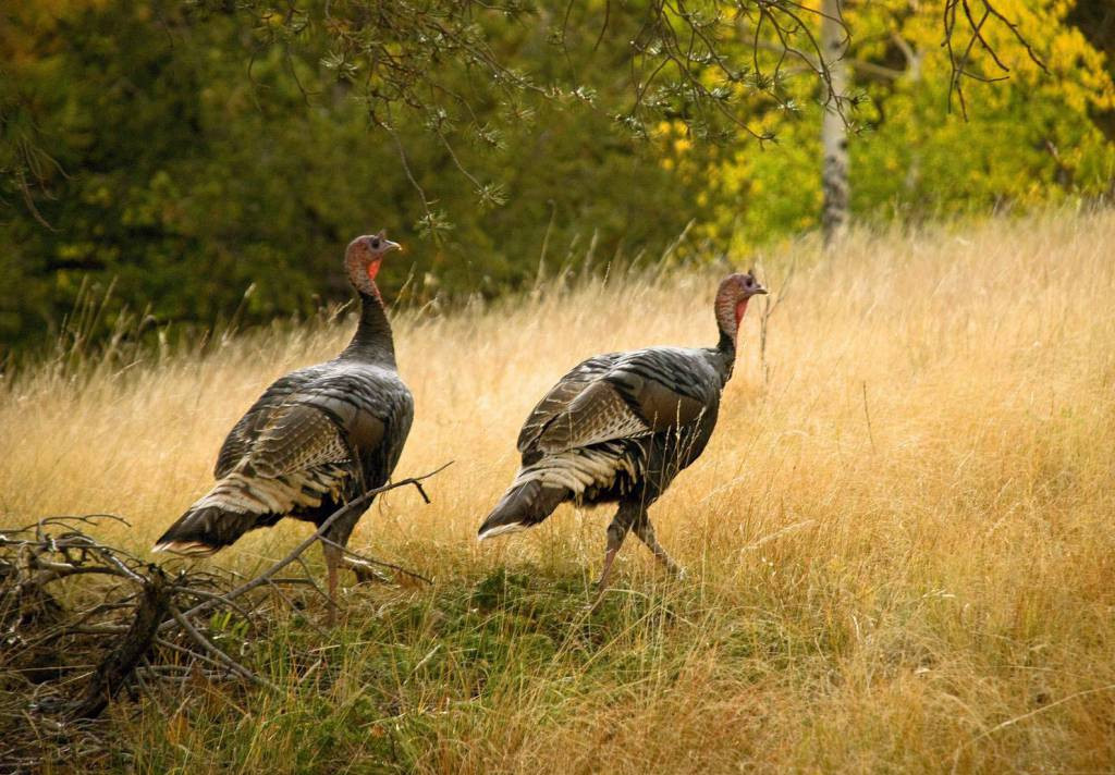 How Did Turkey Become The Thanksgiving Bird
 WSHG NET BLOG