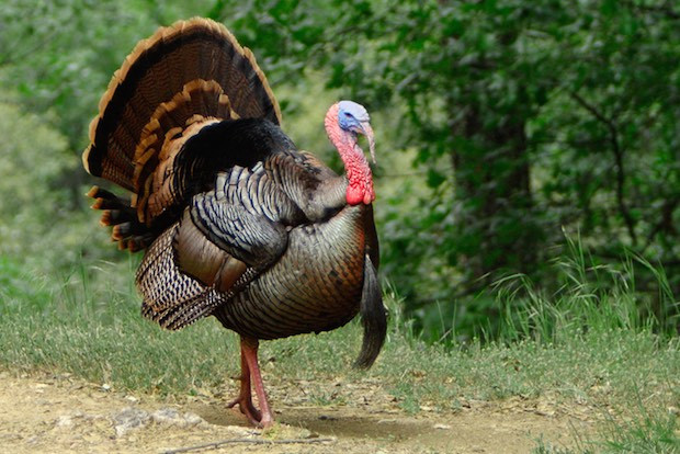 How Did Turkey Become The Thanksgiving Bird
 Thanksgiving Day Facts and Figures Live Trading News