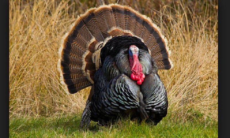 How Did Turkey Become The Thanksgiving Bird
 Turkey bird habitat t classification and history pet worlds
