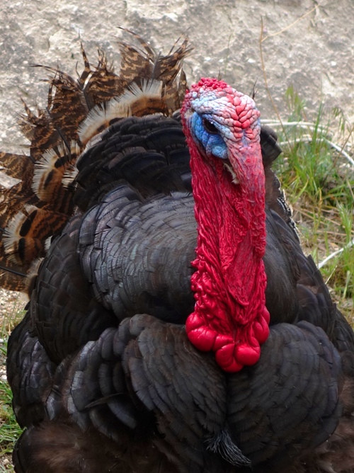 How Did Turkey Become The Thanksgiving Bird
 Turkey Turkeys