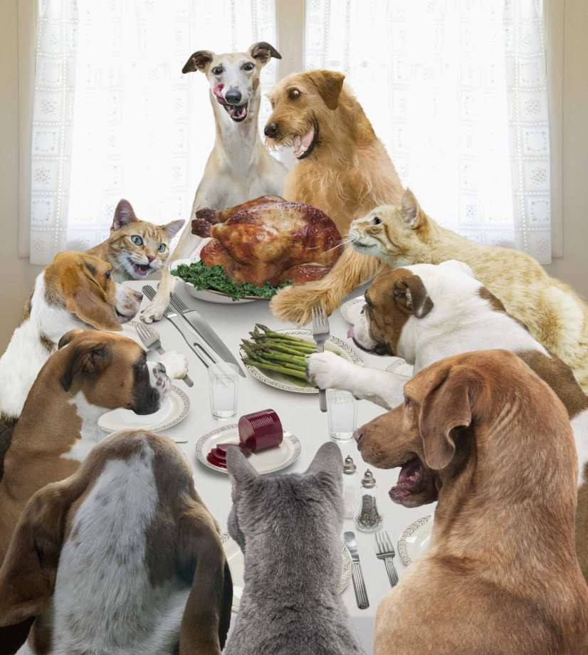 Lunds Thanksgiving Dinners
 Don’t let your holiday gathering go to the dogs San