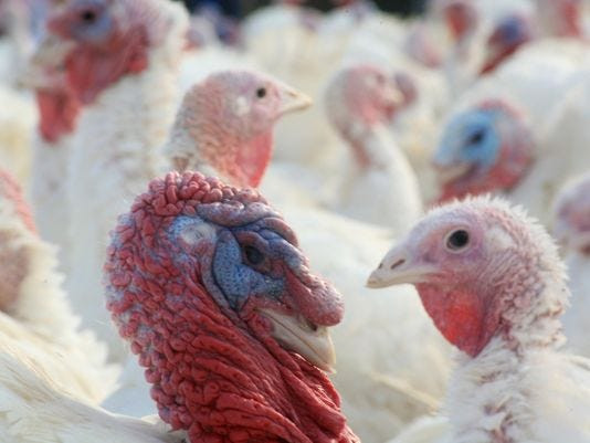 Order Fresh Turkey For Thanksgiving
 Where to fresh turkey in metro Detroit